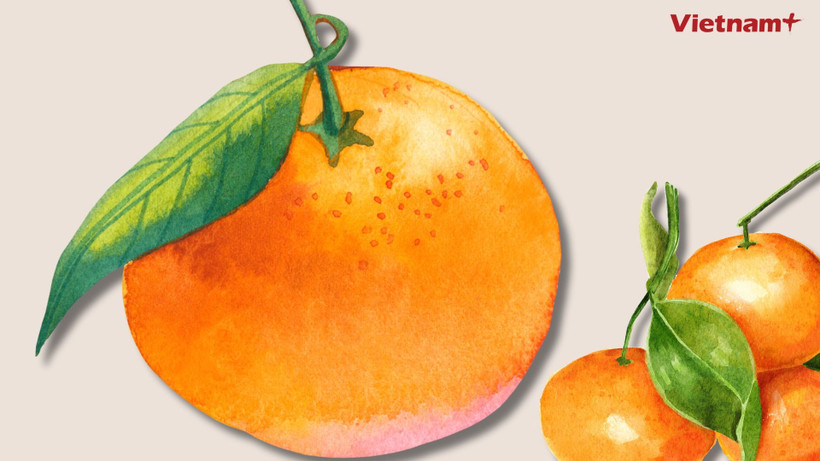 Trái quýt mang lại rất nhiều lợi ích sức khỏe cho cơ thể. (Nguồn: Vietnam+)