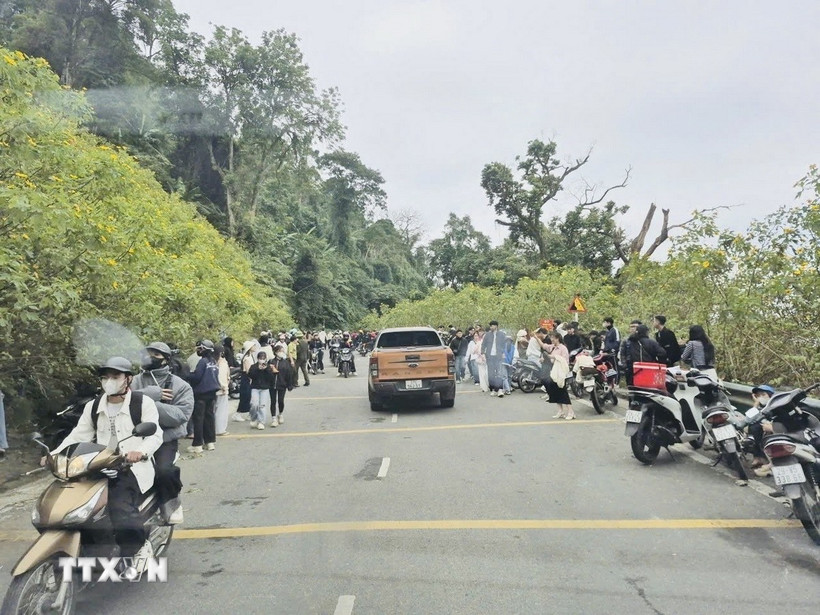 Du khách tập trung rất đông chụp ảnh trên những cung đường hoa dã quỳ rực rỡ. (Ảnh: Tuyết Mai/TTXVN)
