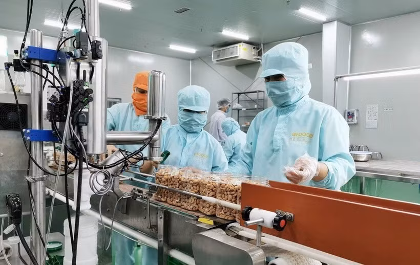 Đóng gói nhân điều xuất khẩu tại Công ty LAFOOCO, doanh nghiệp nhà nước được cổ phần hóa đầu tiên của ngành điều cả nước. (Ảnh: Minh Hưng/TTXVN)