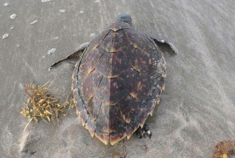 Cá thể Đồi mồi bị mắc lưới trôi dạt vào bãi biển đã được Ban quản lý Vườn Quốc gia Côn Đảo và Công ty TNHH Côn Đảo Resort thả về môi trường sống tự nhiên trên biển. (Ảnh: TTXVN phát)