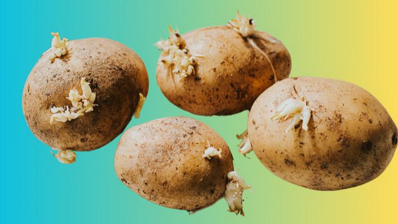 Nếu khoai tây bắt đầu mọc mầm, chúng vẫn có thể ăn được, miễn là mầm chưa phát triển quá nhiều. (Nguồn: Getty Images)