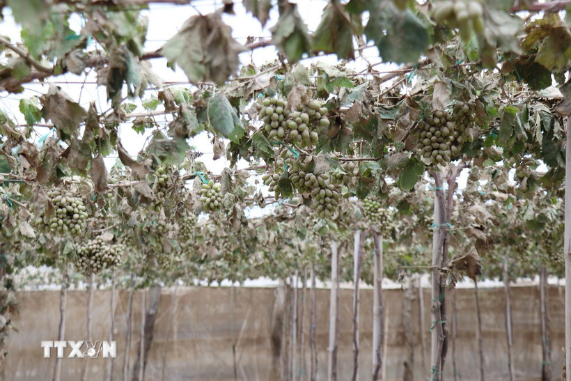 Sau khi nước lũ rút, những vườn nho ở xã Ninh Phước (Khánh Hòa) bị lớp bùn phủ đầy quả, lá vàng úa, cây héo rũ. (Ảnh: Nguyễn Thành/TTXVN)