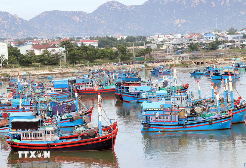 Nhiều tàu thuyền đã vào neo đậu trú bão tại Cảng Ninh Chử, phường Ninh Chử, Khánh Hòa. (Ảnh: Công Thử/TTXVN)