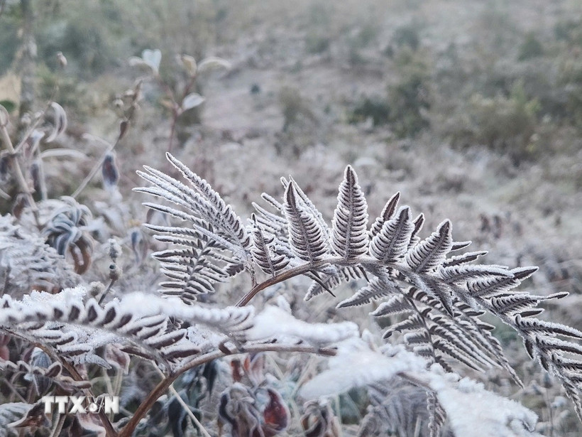 Băng giá phủ trắng cây cỏ Y Tý. (Ảnh minh họa: Hương Thu/TTXVN)