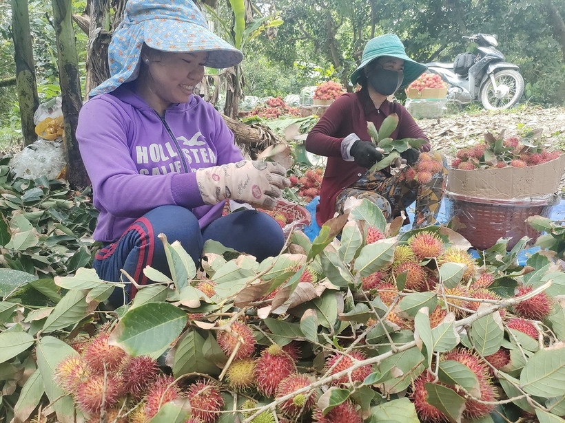 Thu hoạch chôm chôm tại xã Phú Phụng, huyện Chợ Lách. (Ảnh: Huỳnh Phúc Hậu/TTXVN)