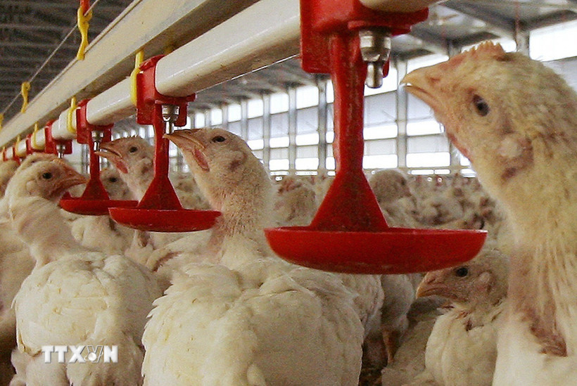 Gia cầm được nuôi tại trang trại. (Nguồn: AFP/TTXVN)