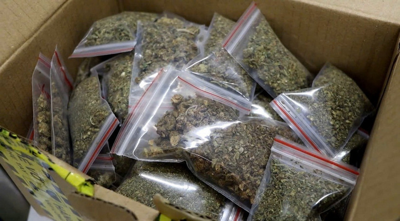 Ma túy cần sa được ngụy trang thành hàng hóa thông thường để vận chuyển. (Ảnh: TTXVN phát)