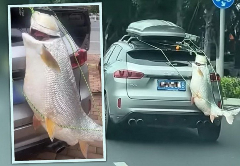 Con cá gần 40kg được treo ở đuôi xe và diễu hành khắp thành phố. (Nguồn: SCMP)