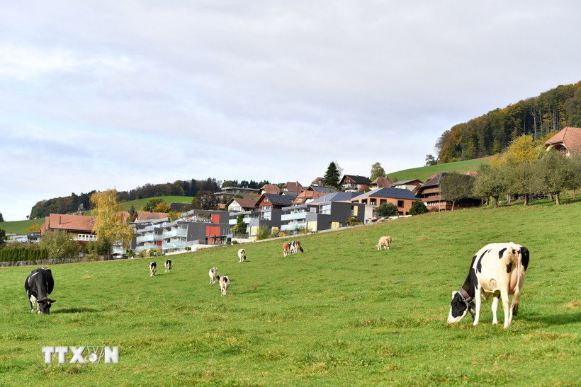 Bò sữa trên đồng cỏ bên ngoài nhà máy của hãng sữa Nestle ở Konolfingen, Thụy Sĩ. (Nguồn: THX/TTXVN)