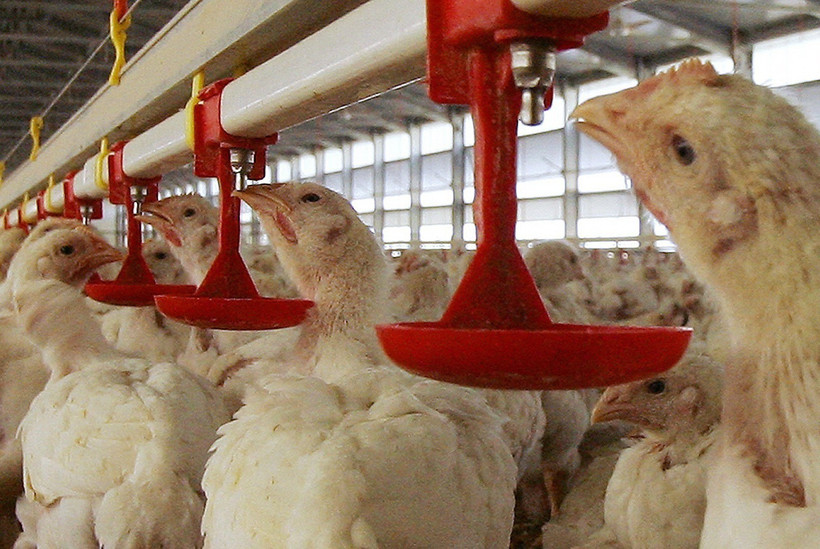 Đây là ca tử vong thứ 3 ở Campuchia do nhiễm virus cúm gia cầm kể từ đầu năm nay. (Nguồn: AFP/TTXVN)