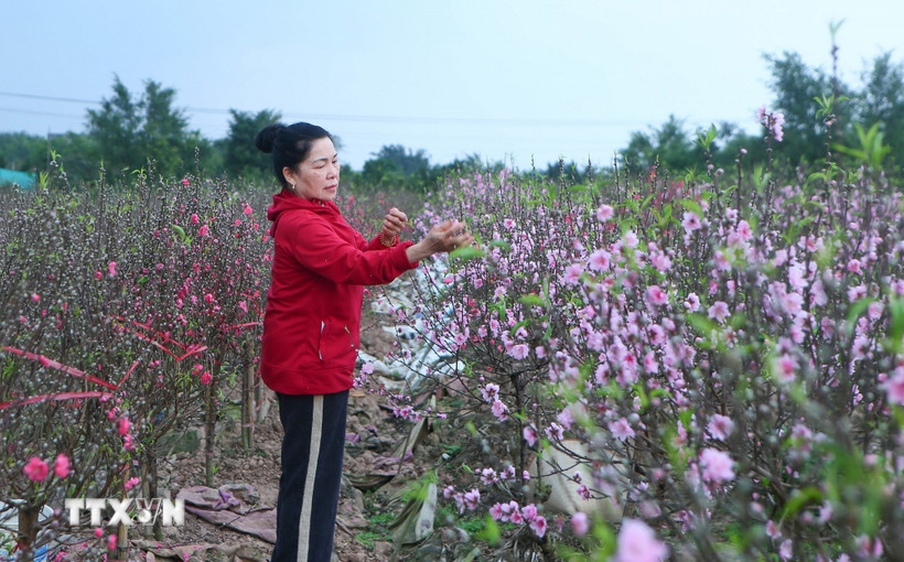 Do thời tiết không thuận cùng việc nhuận hai tháng 6 khiến khoảng 20ha đào tại phường Vị Khê nở hoa sớm. (Ảnh: Công Luật/TTXVN)