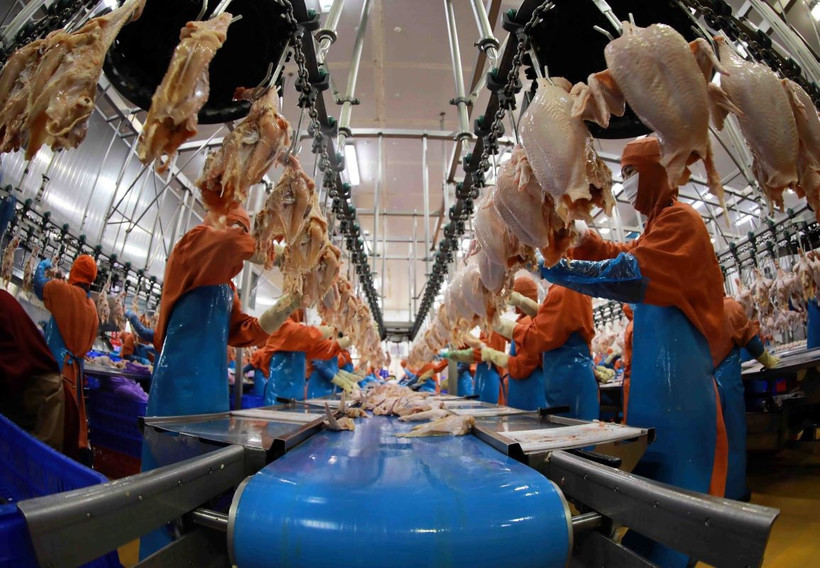 Các quy chuẩn Halal nghiêm ngặt, hệ thống chứng nhận phức tạp là thách thức không nhỏ đối với doanh nghiệp Việt Nam. (Ảnh: Vũ Sinh/TTXVN)