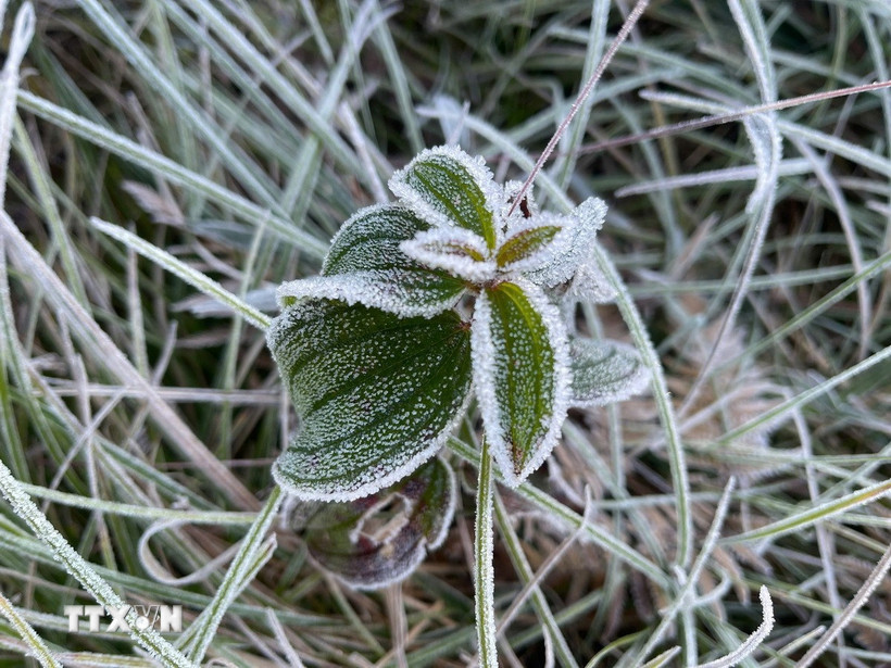 Băng giá, sương muối bám vào cành cây, ngọn cỏ tại Y Tý, Lào Cai. (Nguồn: TTXVN phát)
