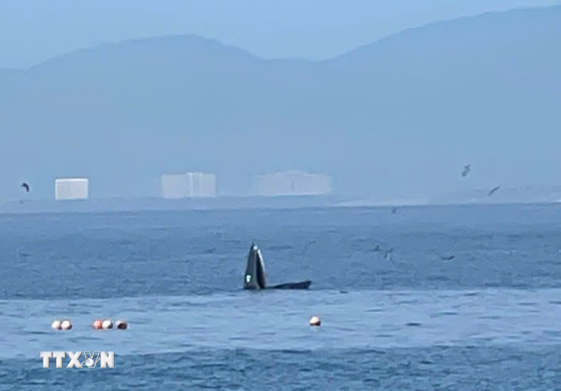 Ban Quản lý Vịnh Nha Trang cũng đề nghị các đơn vị tăng cường tuyên truyền nâng cao nhận thức cho cộng đồng, khách du lịch và người điều khiển phương tiện về trách nhiệm bảo vệ loài cá voi và động vật biển hoang dã. (Ảnh: TTXVN phát)