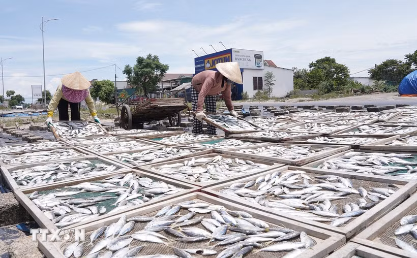 Sau khi hấp chín, cá được đưa ra phơi trực tiếp dưới ánh nắng mặt trời, rồi sơ chế đóng gói và tiêu thụ tại nhiều địa phương trong và ngoài tỉnh. (Ảnh: Thanh Thủy/TTXVN)