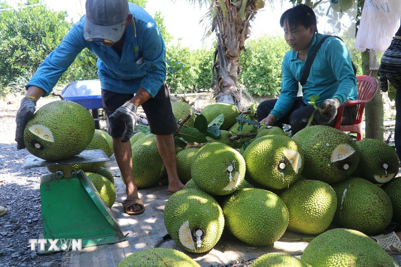 Thương lái thu mua mít tại Đồng Tháp. (Ảnh: Nguyễn Văn Trí/TTXVN)