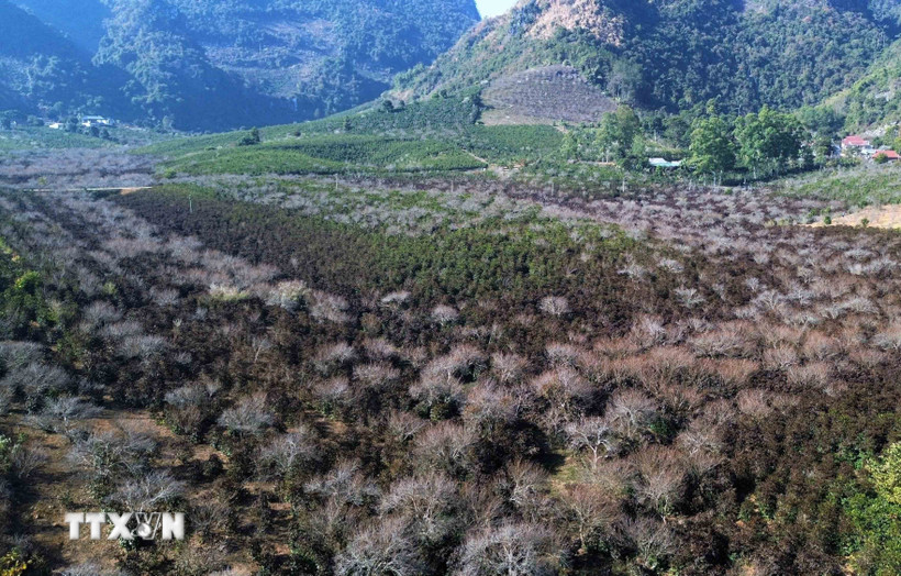 Một phần diện tích cây cà phê của nhân dân tại bản Muông Yên, xã Chiềng Cọ, thành phố Sơn La bị thiệt hại do sương muối gây ra. (Ảnh: Quang Quyết/TTXVN)