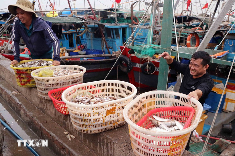 Điều tra nguồn lợi thủy sản - nền tảng cho bảo tồn và khai thác bền vững Tàu cá cập cảng cá Ngọc Hải, phường Đồ Sơn, thành phố Hải Phòng. (Ảnh: Hoàng Ngọc/TTXVN)