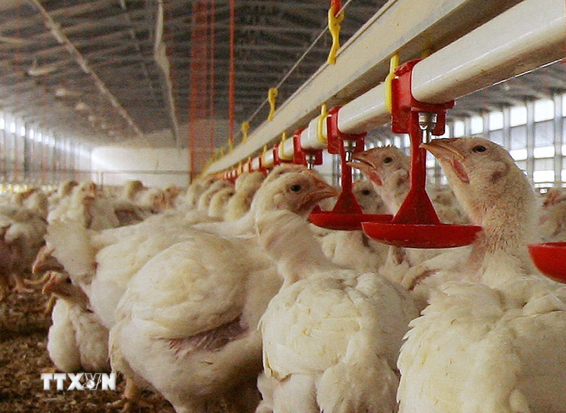 Ảnh minh họa. (Nguồn: AFP/TTXVN)