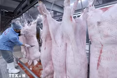 Tăng cường phát hiện, điều tra, xử lý nghiêm các hành vi vi phạm nghiêm trọng về kiểm soát giết mổ động vật làm lây lan dịch bệnh, gây mất an toàn thực phẩm. (Ảnh: TTXVN)