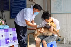 Cán bộ thú y tiêm vaccine phòng dại cho chó để phòng ngừa dịch bệnh. (Ảnh: TTXVN)