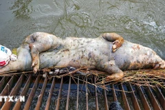 Hồ thủy lợi lớn nhất Việt Nam “kêu cứu” vì tình trạng xác động vật chết