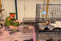 Công an thành phố Hà Nội thông tin vừa triệt phá, bắt giữ một ổ nhóm chuyên trộm cắp mèo với quy mô lớn. (Ảnh: CACC)