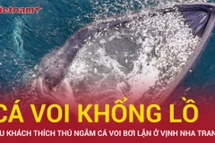 Tín hiệu vui cho môi trường Vịnh Nha Trang khi cá voi khổng lồ xuất hiện