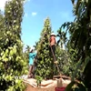 Nông dân Gia Lai thu hoạch hồ tiêu. (Ảnh: Hồng Điệp/TTXVN)
