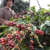 Thu hoạch càphê ở huyện Ia Grai, tỉnh Gia Lai. (Ảnh: Vũ Sinh/TTXVN)