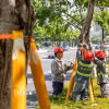 Công nhân chằng chống cây cối nhằm ứng phó với bão Bavi tại Chiết Giang, Trung Quốc ngày 9/7/2026. (Ảnh: THX/TTXVN phát)