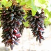 Giống nho Ngón tay đen không hạt trồng tại Ninh Thuận có hình dáng và màu sắc quả bắt mắt. (Ảnh: Nguyễn Thành/TTXVN)