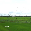 Đàn cò ốc quý hiếm với số lượng hàng nghìn con xuất hiện trên cánh đồng lúa thuộc xã Gáo Giồng, huyện Cao Lãnh. (Ảnh: Nhựt An/TTXVN)