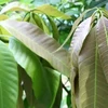 lá xoài non. (Nguồn: Our Permaculture Life)