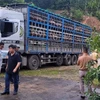 Cơ quan chức năng kiểm tra bắt giữ ôtô tải biển kiểm soát 37H-014.36 chở lợn bị dịch tả châu Phi. (Ảnh: TTXVN phát)