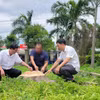 Gốc một cây xanh trong khuôn viên trụ sở xã Đông, huyện Kbang cũ (nay là trụ sở Đảng ủy xã Kông Bơ La, tỉnh Gia Lai) đã bị cưa hạ. (Ảnh: Hoài Nam/TTXVN)