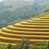 Sự độc đáo của từng thửa ruộng chính là điều hấp dẫn với du khách đến Mù Cang Chải.. (Ảnh: Tuấn Anh/TTXVN)