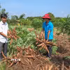 Nông dân ở Tây Ninh thu hoạch củ sắn. (Ảnh: Giang Phương/TTXVN)
