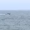 Một chiếc thuyền tìm kiếm những người sống sót sau vụ tai nạn máy bay gần Point Loma, San Diego. (Nguồn: KGTV)