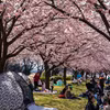 Nhật Bản đẩy mạnh các chiến dịch thu hút du khách tới các vùng ngoài Tokyo và các đô thị lớn. (Ảnh: Xuân Giao/TTXVN)