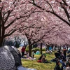 Nhật Bản đẩy mạnh các chiến dịch thu hút du khách tới các vùng ngoài Tokyo và các đô thị lớn. (Ảnh: Xuân Giao/TTXVN)