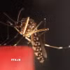 Muỗi Aedes aegypti. (Ảnh: THX/TTXVN)