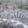 Băng giá phủ trắng cây cỏ Y Tý. (Ảnh minh họa: Hương Thu/TTXVN)