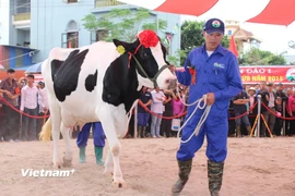 Ngành công nghiệp sữa phát triển đúng nghĩa phải có ngành chăn nuôi bò và gia súc đủ mạnh cho sữa phát triển. (Ảnh: Hùng Võ/Vietnam+)