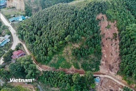 Trong 11 tháng qua (tính từ đầu năm 2025 đến nay), cả nước có 1.059,6 ha rừng bị thiệt hại. (Ảnh: Hoài Nam/Vietnam+)