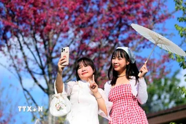 Du khách chụp ảnh với hoa mai anh đào tại khu du lịch Pha Đin Top, tỉnh Sơn La. (Ảnh: Quang Quyết/TTXVN)