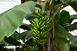 Chuối hiện đã trở thành một trong những loại trái cây xuất khẩu chủ lực của Việt Nam. (Ảnh: Nguyễn Tuyến/Vietnam+)