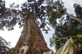 Quản lý rừng và cấp chứng chỉ rừng bền vững. (Ảnh: Hùng Võ/Vietnam+)