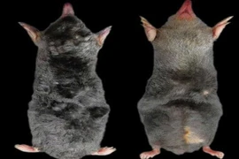 Phát hiện loài chuột chũi mới ở khu vực Khu Bảo tồn thiên nhiên Pù Luông. (Nguồn: Khu Bảo tồn thiên nhiên Pù Luông)