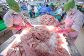 Phân loại, cấp đông cá tra phi lê xuất khẩu. (Ảnh: Vũ Sinh/TTXVN)